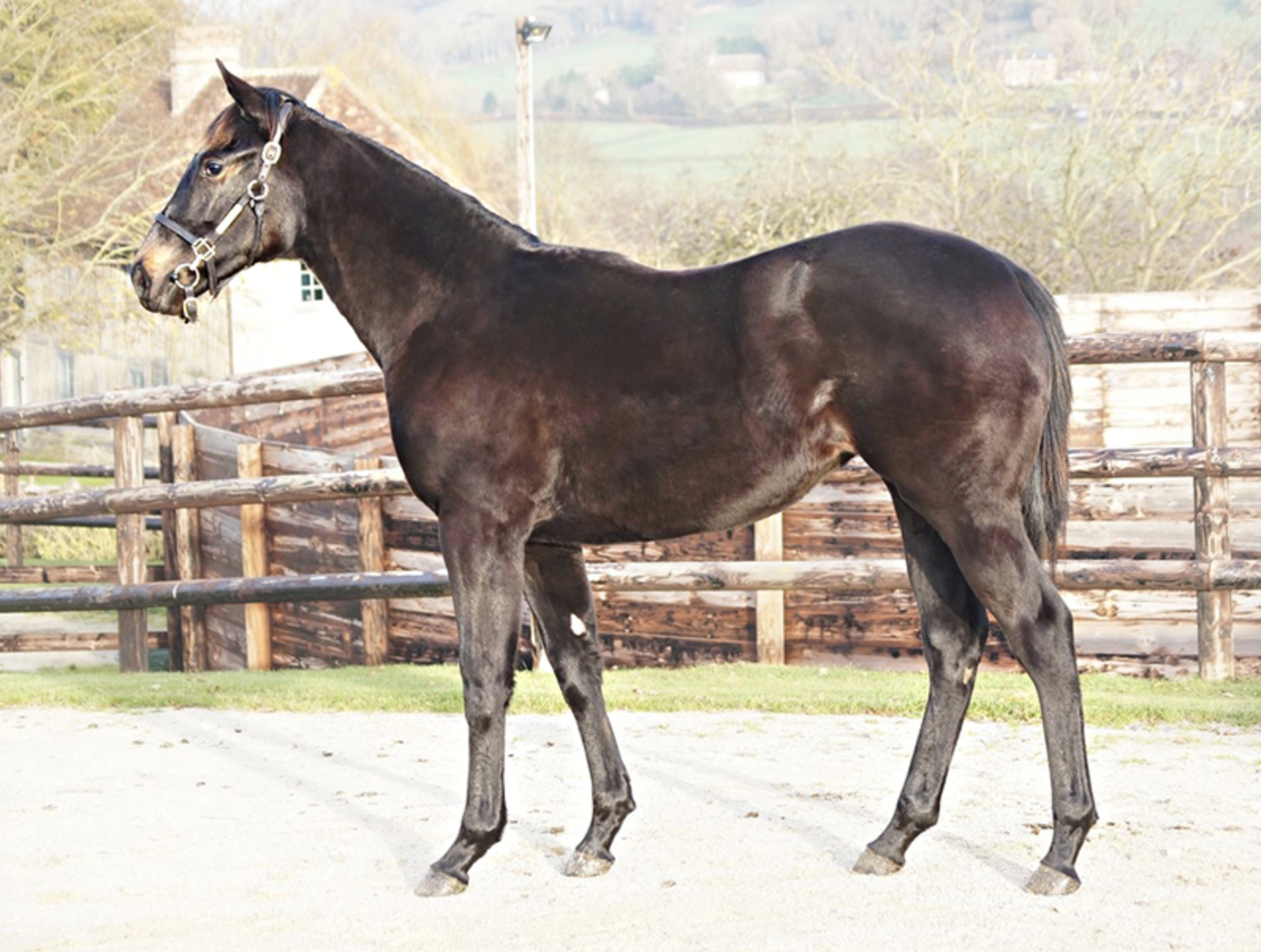 Lot 251 Wootton Bassett - Ayelet filly. Picture: Coolmore.