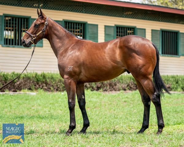 Ranch Hand pictured as a yearling: Magic Millions