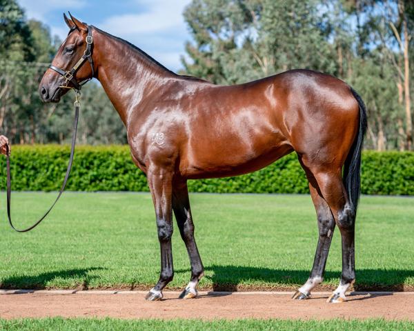 Fifteen Aria pictured as yearling: Inglis