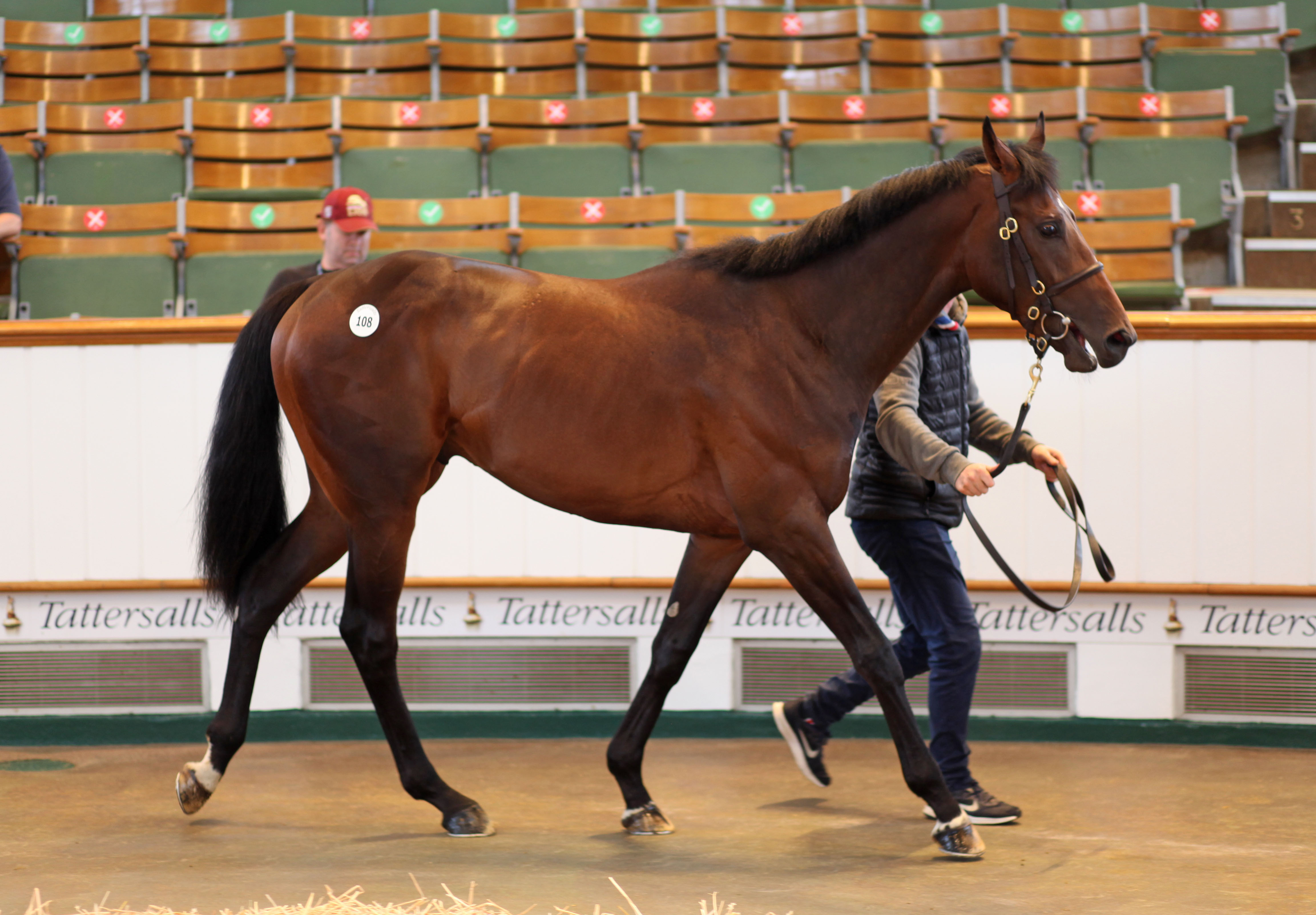 Lot 108 Excelebration - Open Book colt. Picture: Tattersalls.