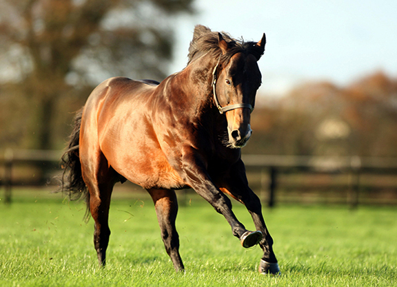Acclamation. Picture: Rathbarry Stud.