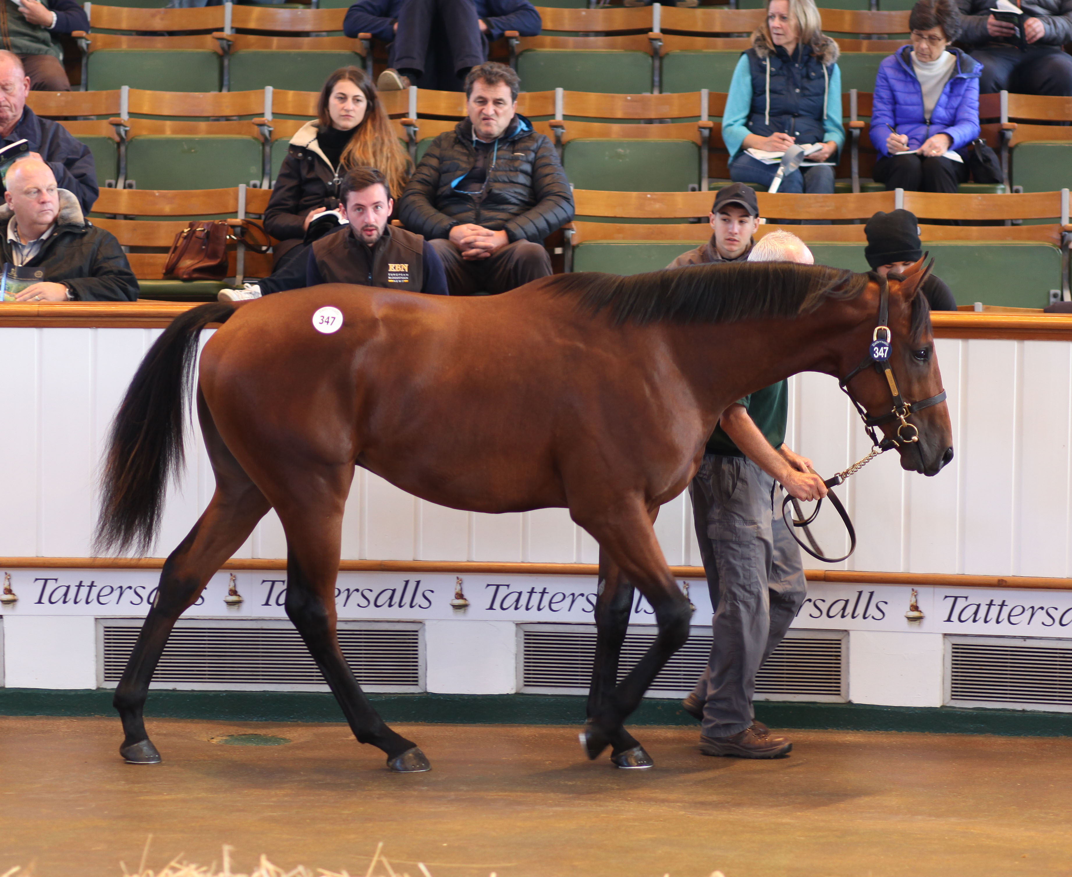 Maydanny in the ring as a yearling. Picture: Tattersalls.