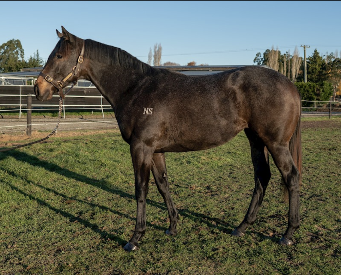 Reliable Man - Lady Zafira filly. Picture: Gavelhouse Plus.