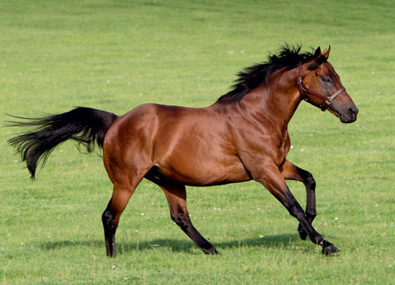 Dubawi. Picture: Darley.