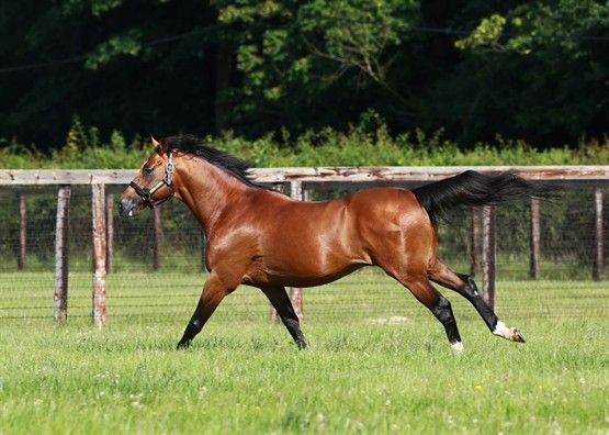 <meta charset='utf-8' /><b id='docs-internal-guid-d4f7e136-7fff-7617-a62c-c3354da8b3ba'>Champs Elysees. Picture: Juddmonte Farms.</b>