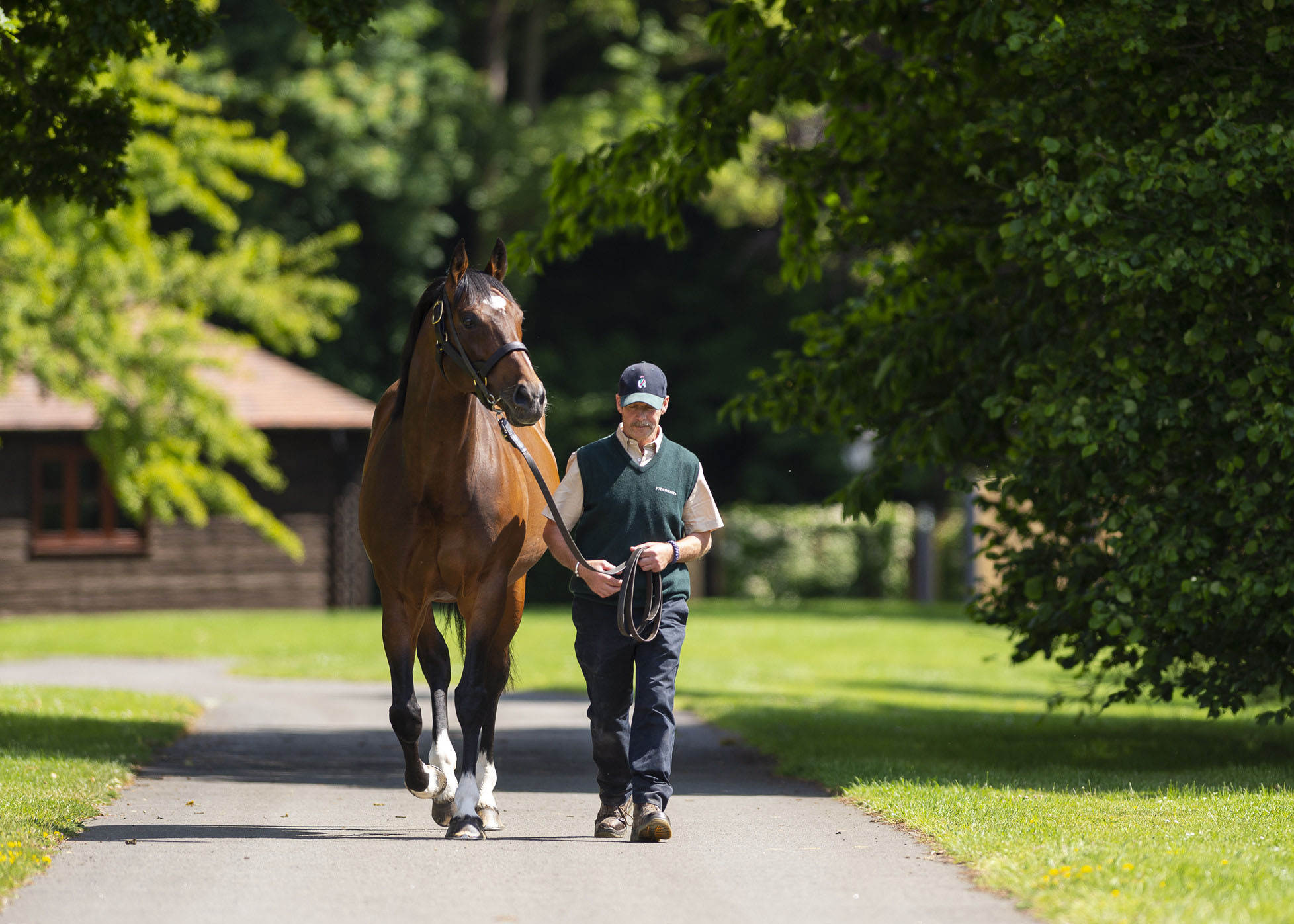 Frankel. Picture: Juddmonte Farms