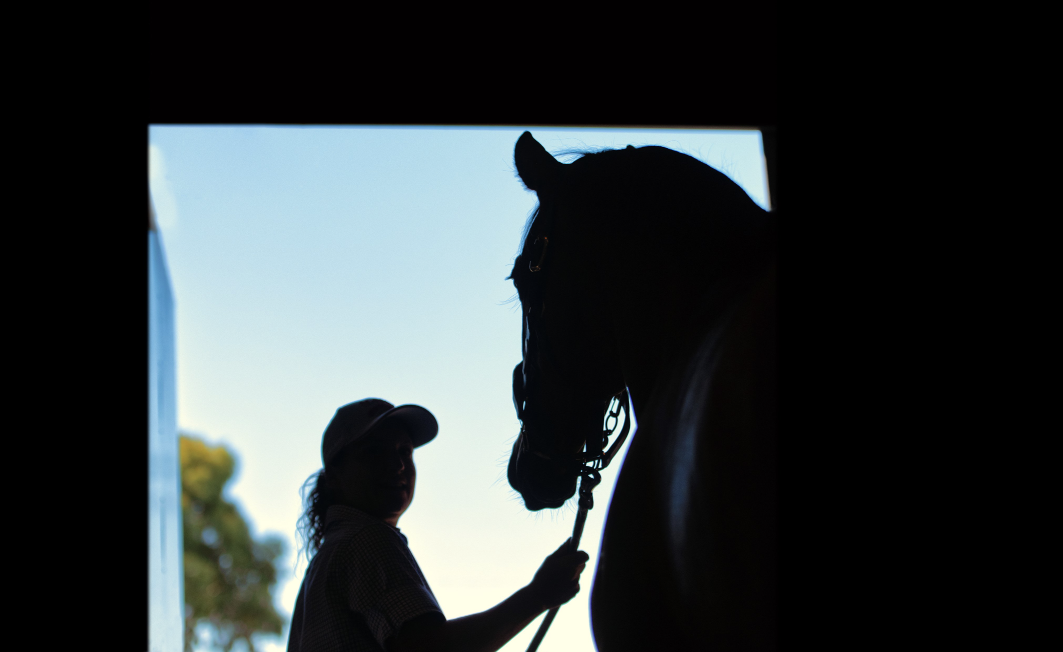 Magic Millions Adelaide Yearling Sale. Picture: Magic Millions
