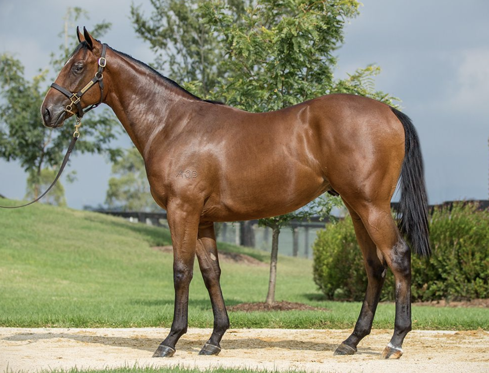 Meadow Land pictured as a yearling. Photo: Inglis