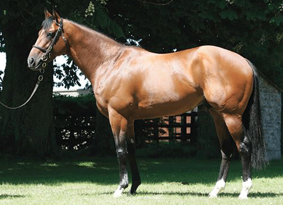 Camacho. Picture: Yeomanstown Stud.