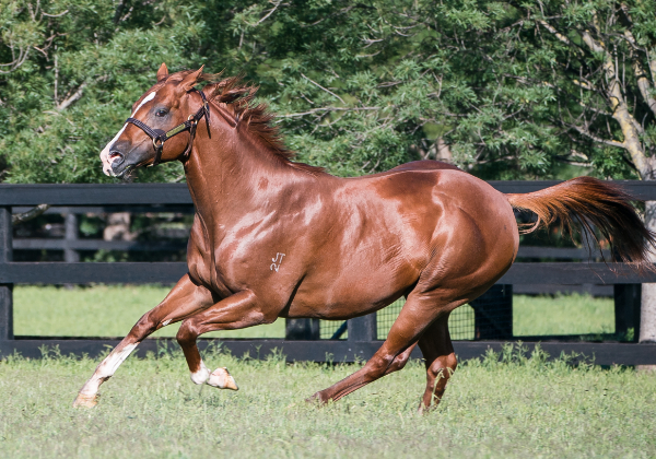 Star Turn. Picture: Vinery Stud.