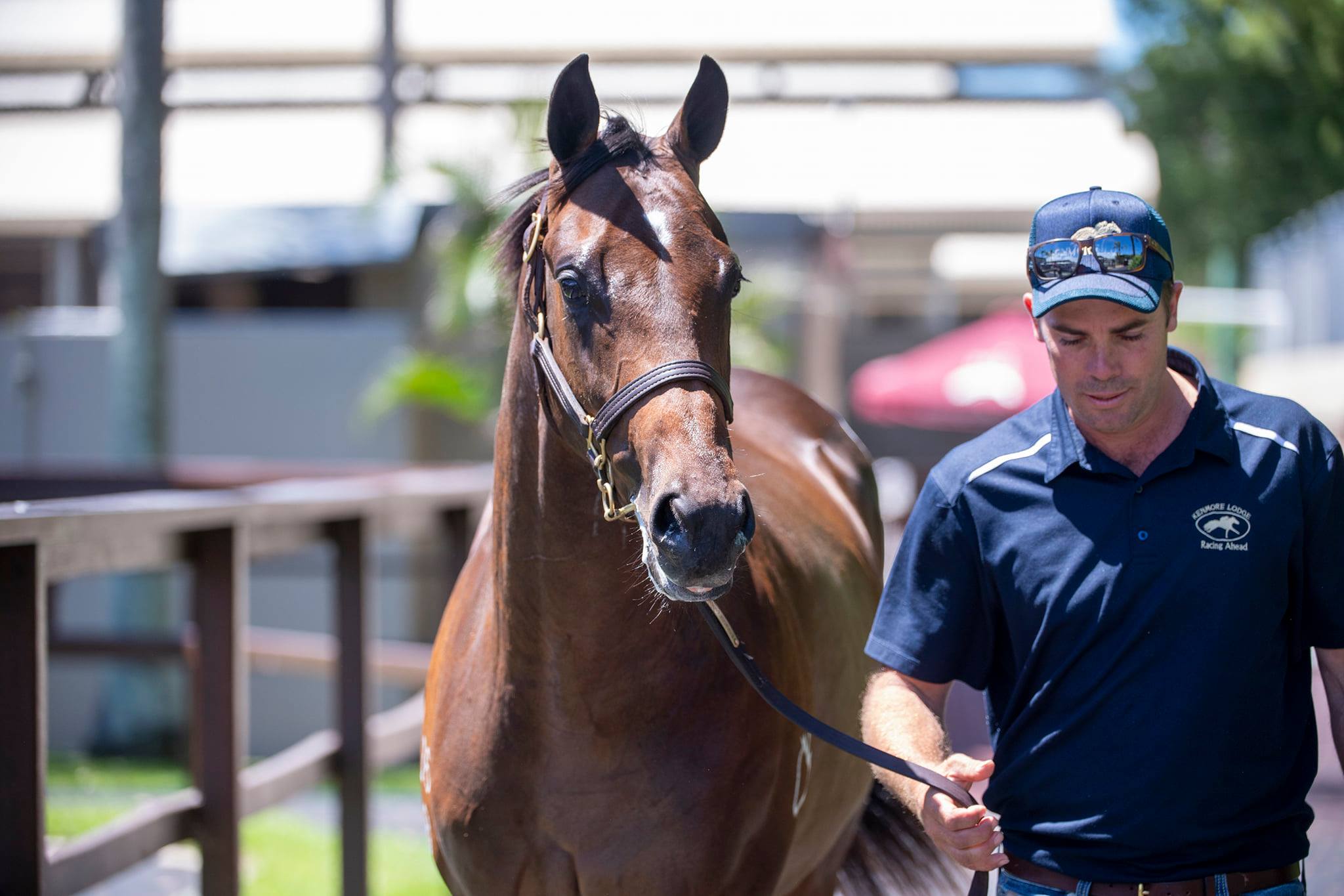 Lot 165 Exceed And Excel - Guapa colt. Picture: Magic Millions.