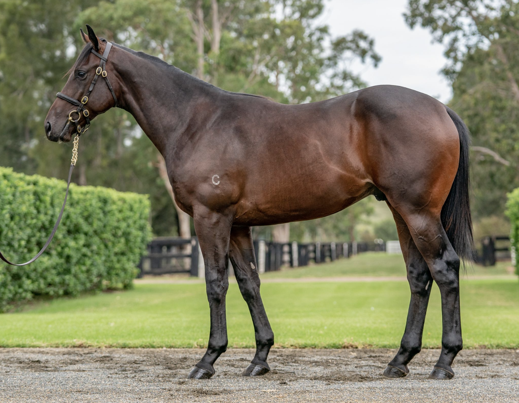 Coastwatch as a yearling. Picture: Inglis.