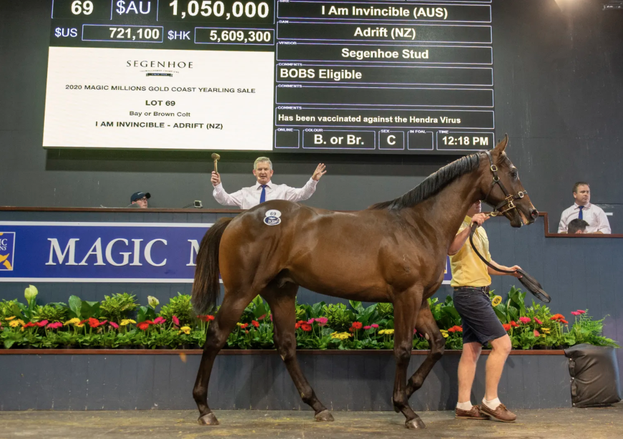 Zarastro selling as a yearling. Picture: Magic Millions.