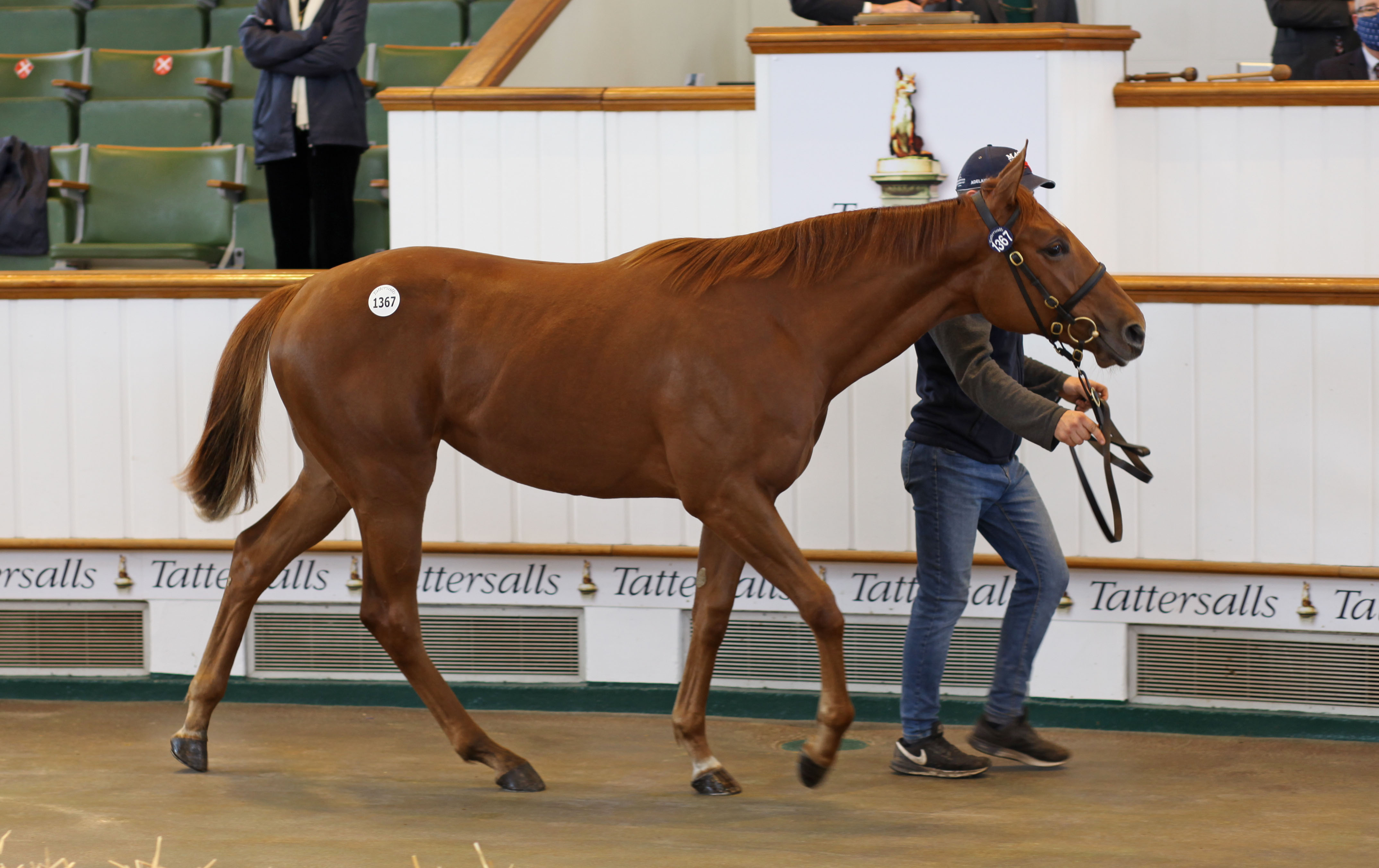 Lot 1367 Night Of Thunder - Dominike colt. Picture: Tattersalls.