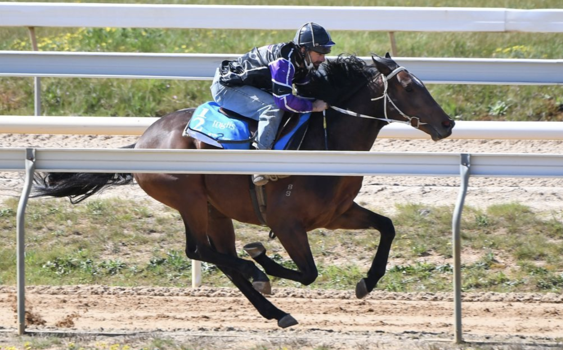 Lot 123 Lonhro - Socialista colt. Picture: Inglis.