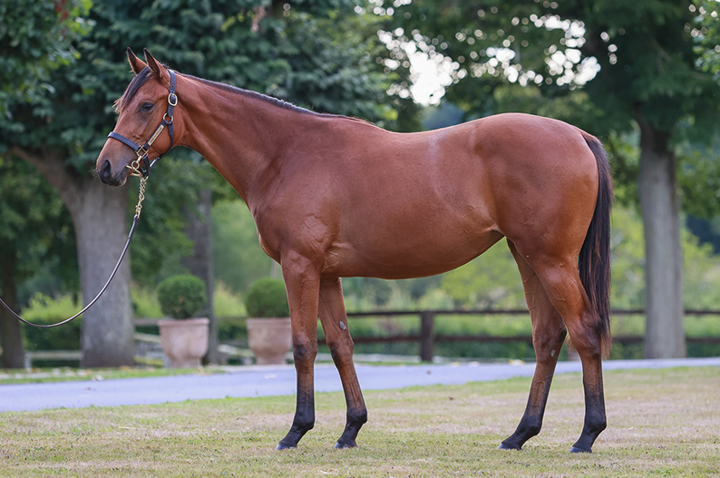 Lt 467 Siyouni - Special Gift filly. Picture: Arqana.