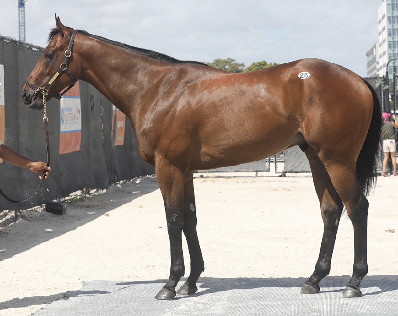 Lot 28 Nyquist - Spinning Wheel colt. Picture: Fasig-Tipton.
