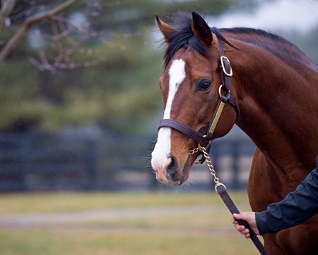 Noble Mission. Picture: Lane's End Farm.