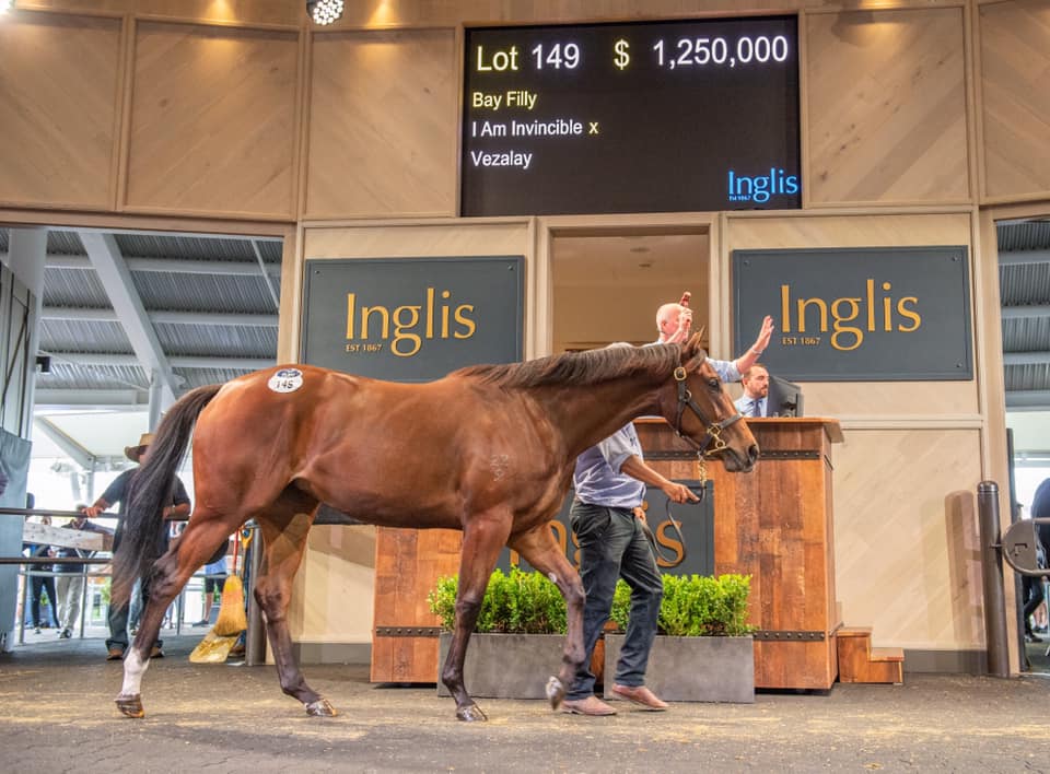 Lot 149 I Am Invincible - Vezalay filly. Picture: Inglis.