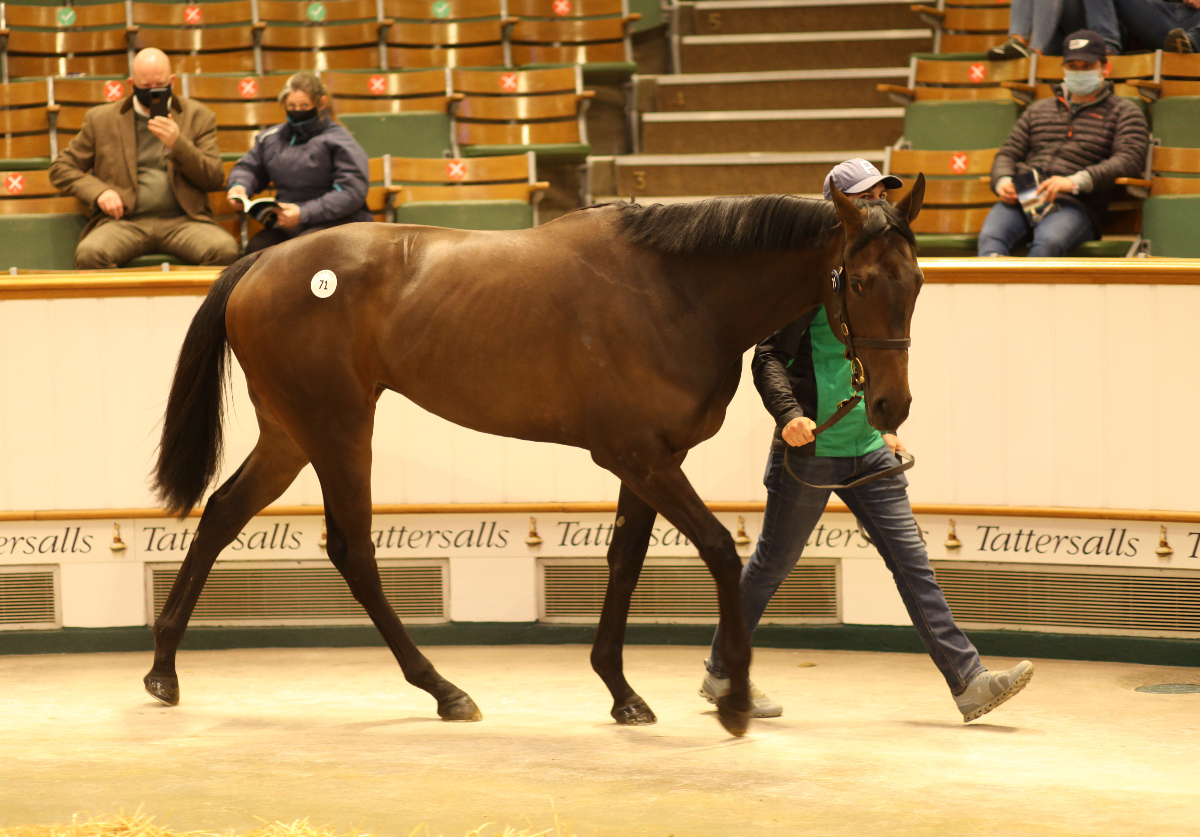 Lot 71 Practical Joke - Purr And Powl filly. Picture: Tattersalls.
