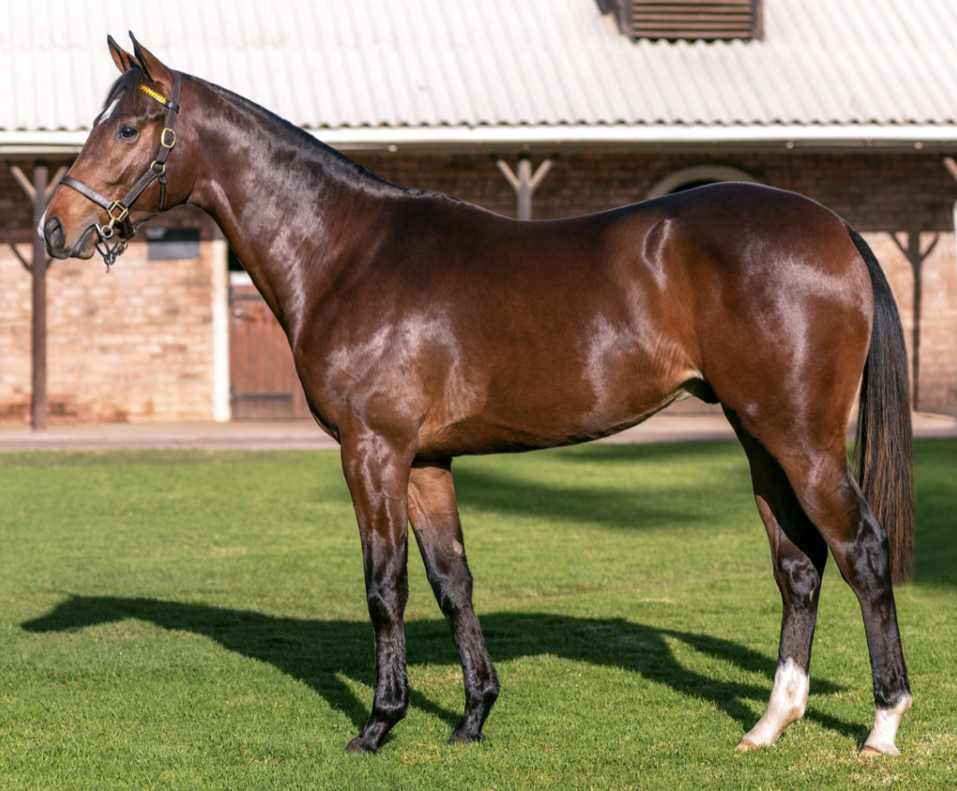 Kashkaval. Picture: Bloodstock South Africa.
