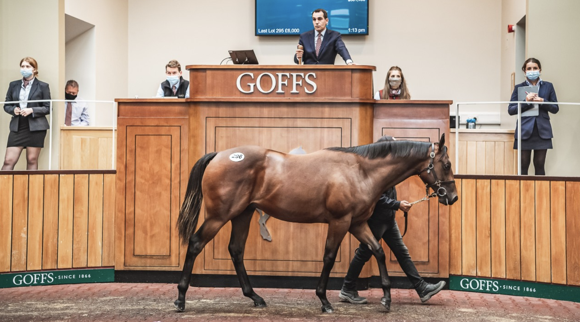 The sale topping colt by Harry Angel. Picture: Goffs UK.
