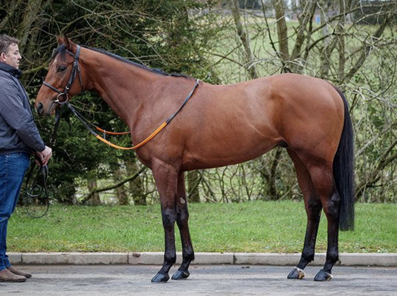 Fayathaan. Picture: Tattersalls.