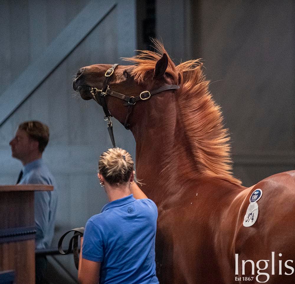 The 2021 Inglis Classic Yearling Sale topper. Picture: Inglis.
