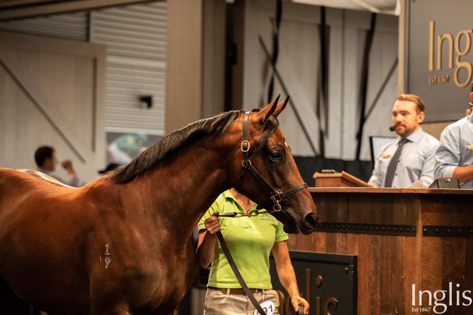 The Zoustar filly who set records selling for $450,000. Picture: Inglis.