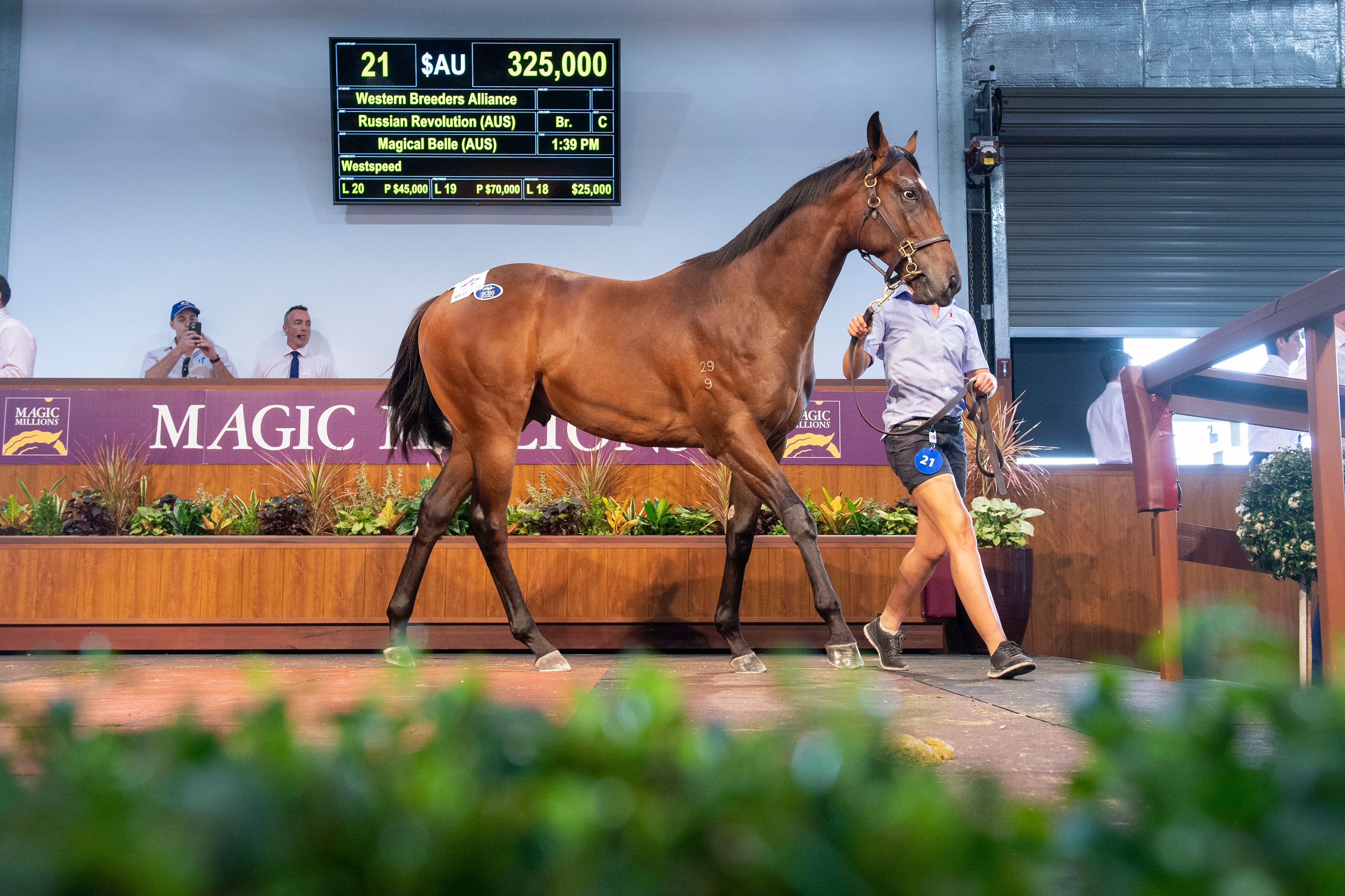 Lot 21 Russian Revolution - Magical Belle colt who sold for $325,000.