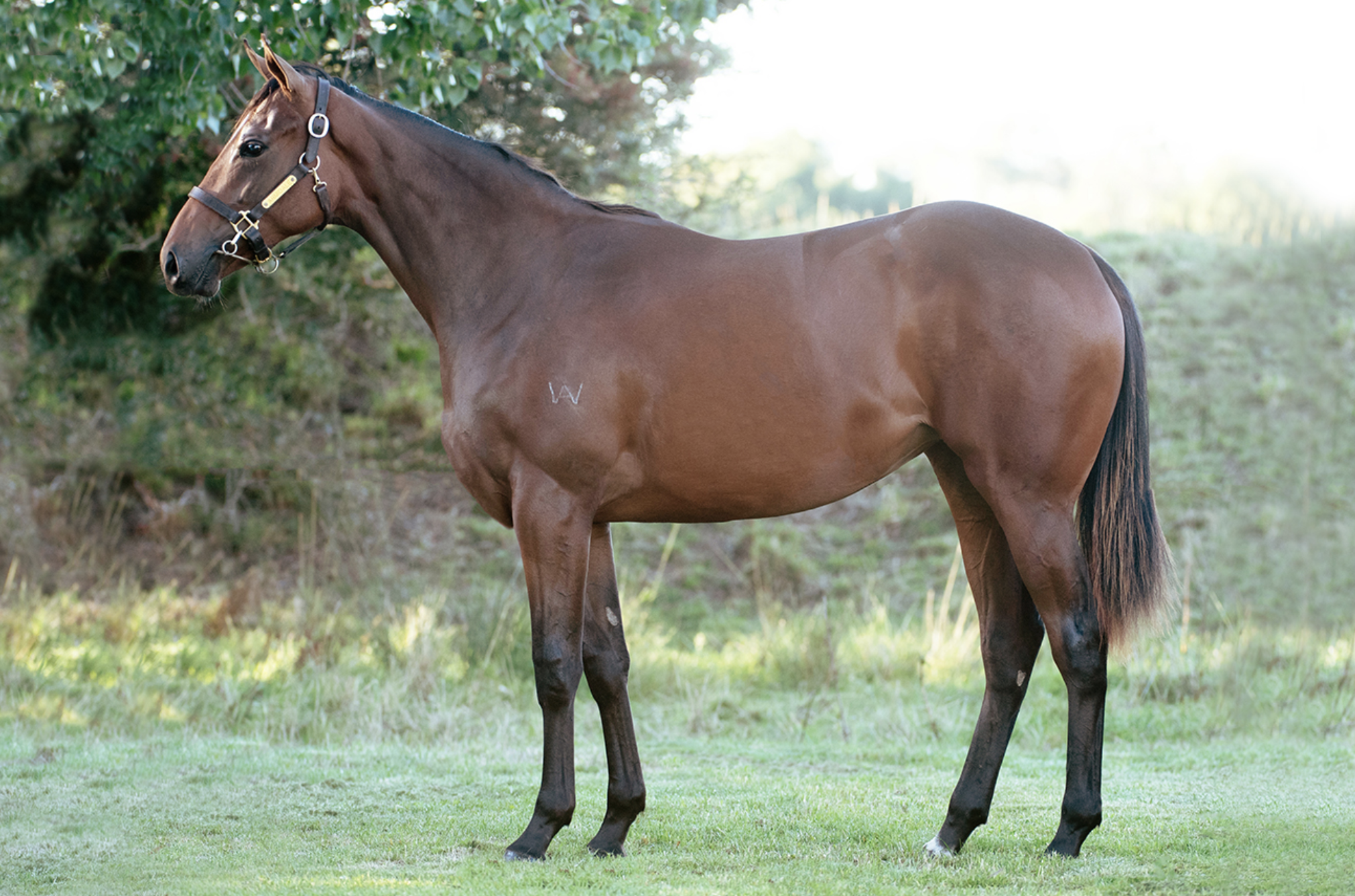 Lot 17 Alpine Eagle - Need A Queen filly. Picture: Armidale Stud.