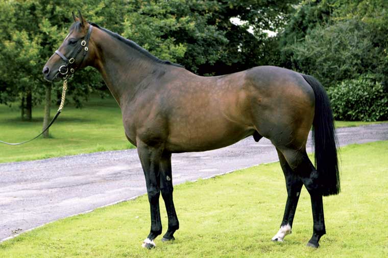 Kodiac. Picture: Tally Ho Stud.