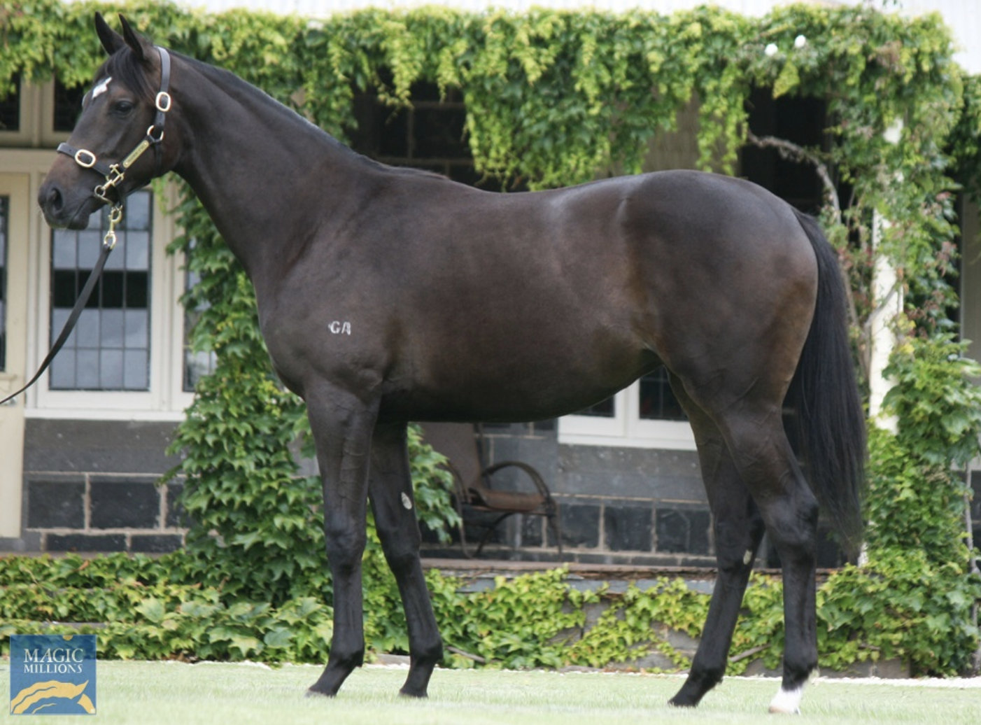 Lot 182 Redoute's Choice - Condessar filly. Picture: Magic Millions.