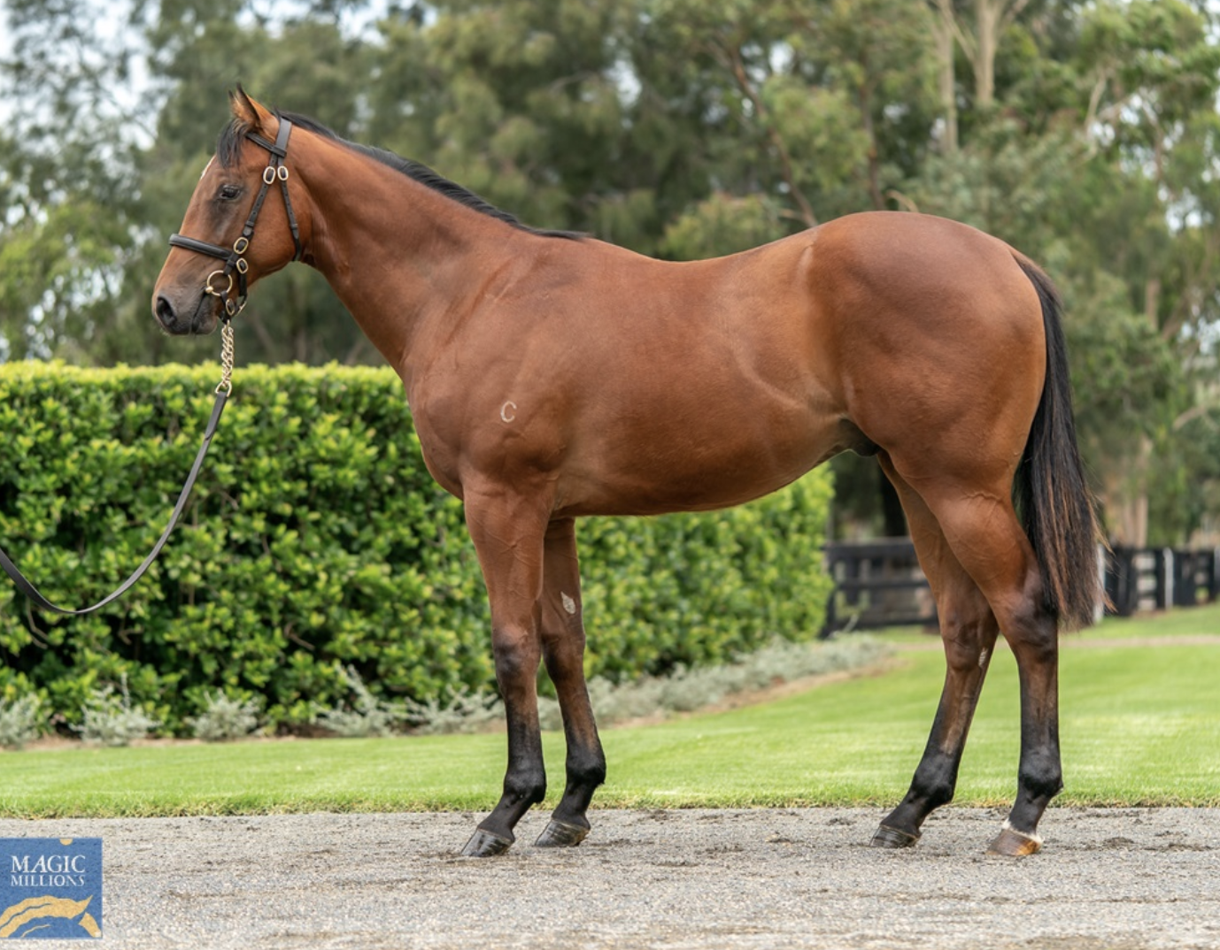 Lot 434 - Snitzel - Kangarilla Joy colt. Picture: Magic Millions.