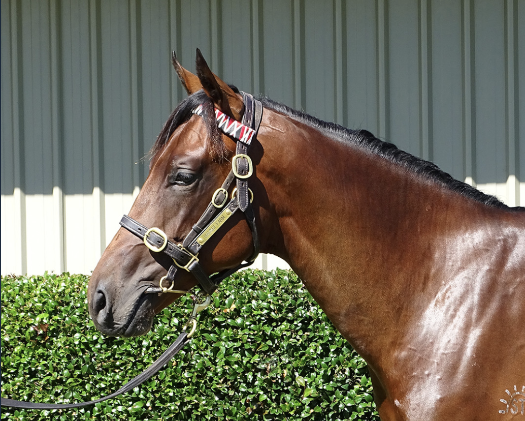 Lot 103 Ribchester - Shalaka colt. Picture: NZB.
