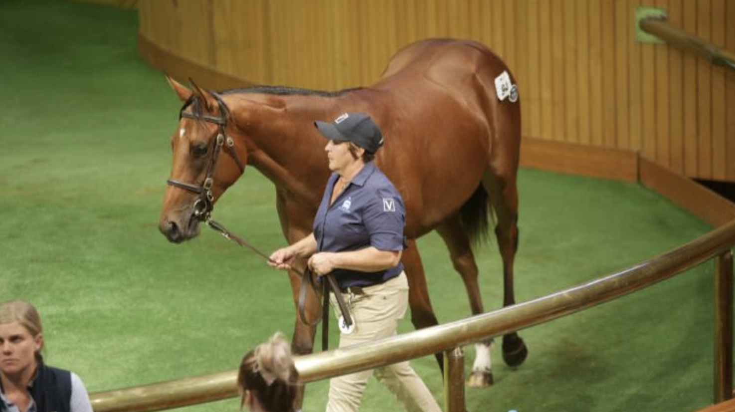 Lot 94 Zoustar - Scintillula filly. Picture: Trish Dunell.