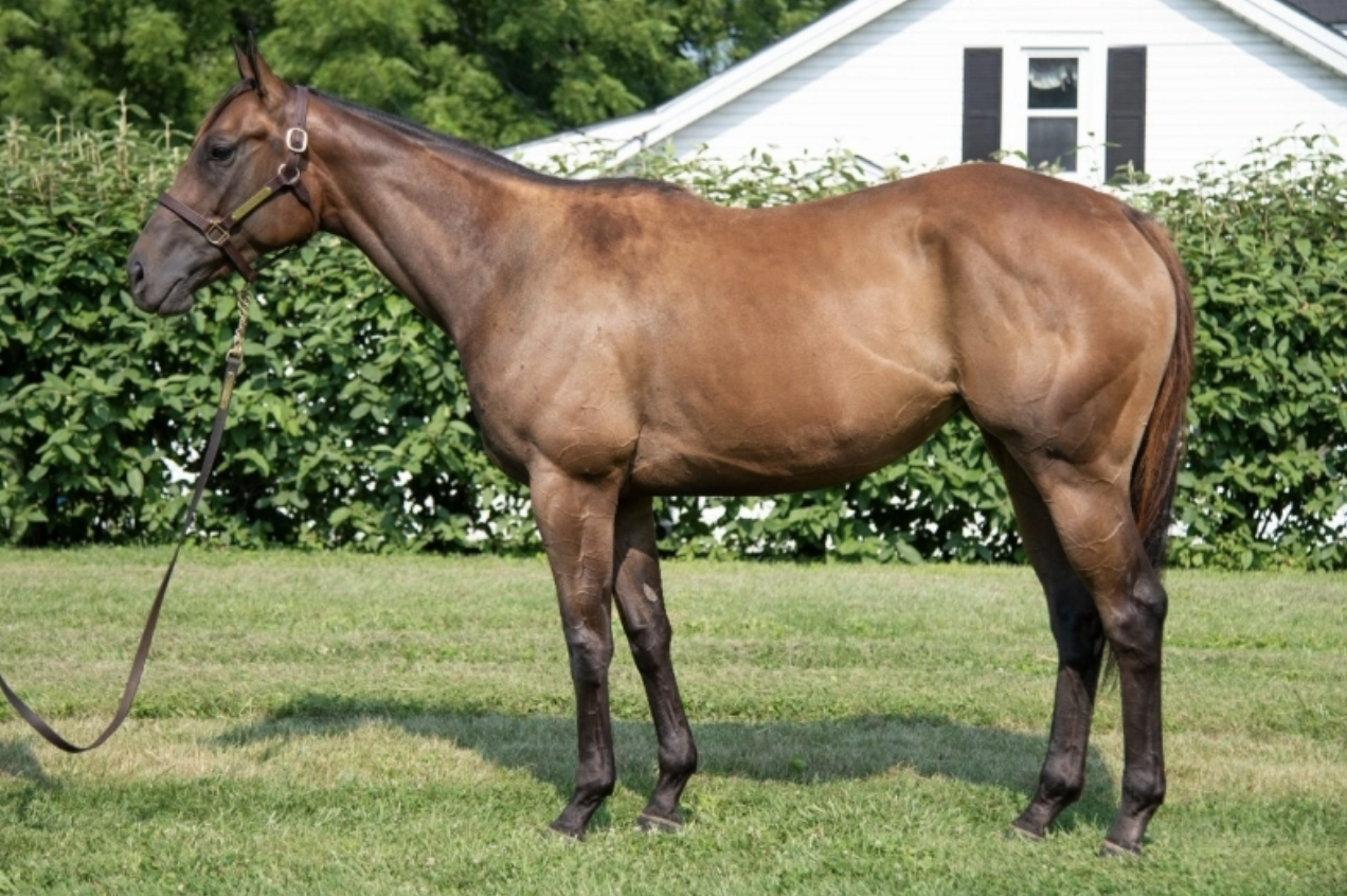 Lot 10 Motown Girl. Picture: Keeneland.