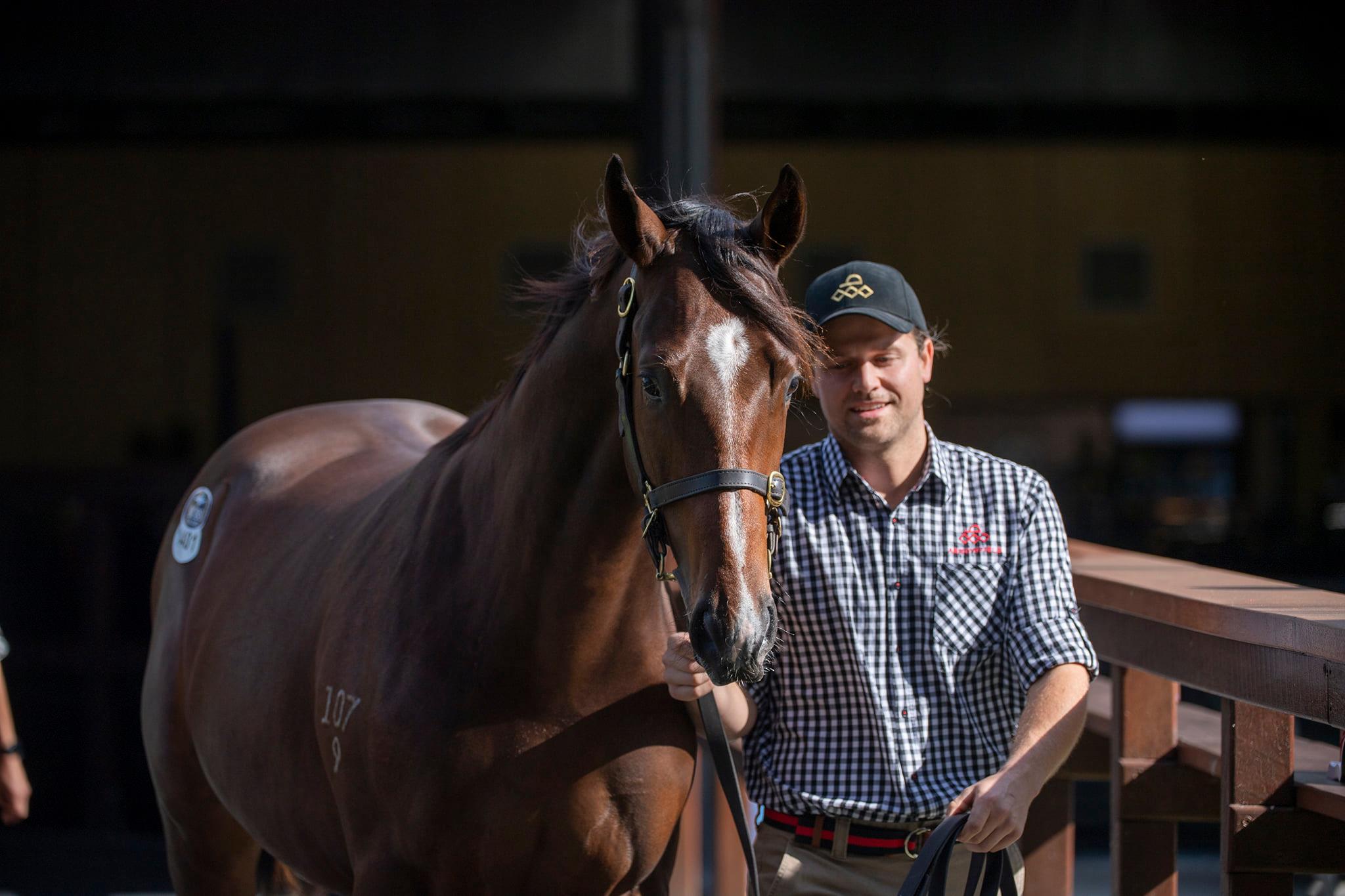 The final yearling by Redoute's Choice to sell at auction. Picture: Magic Millions.