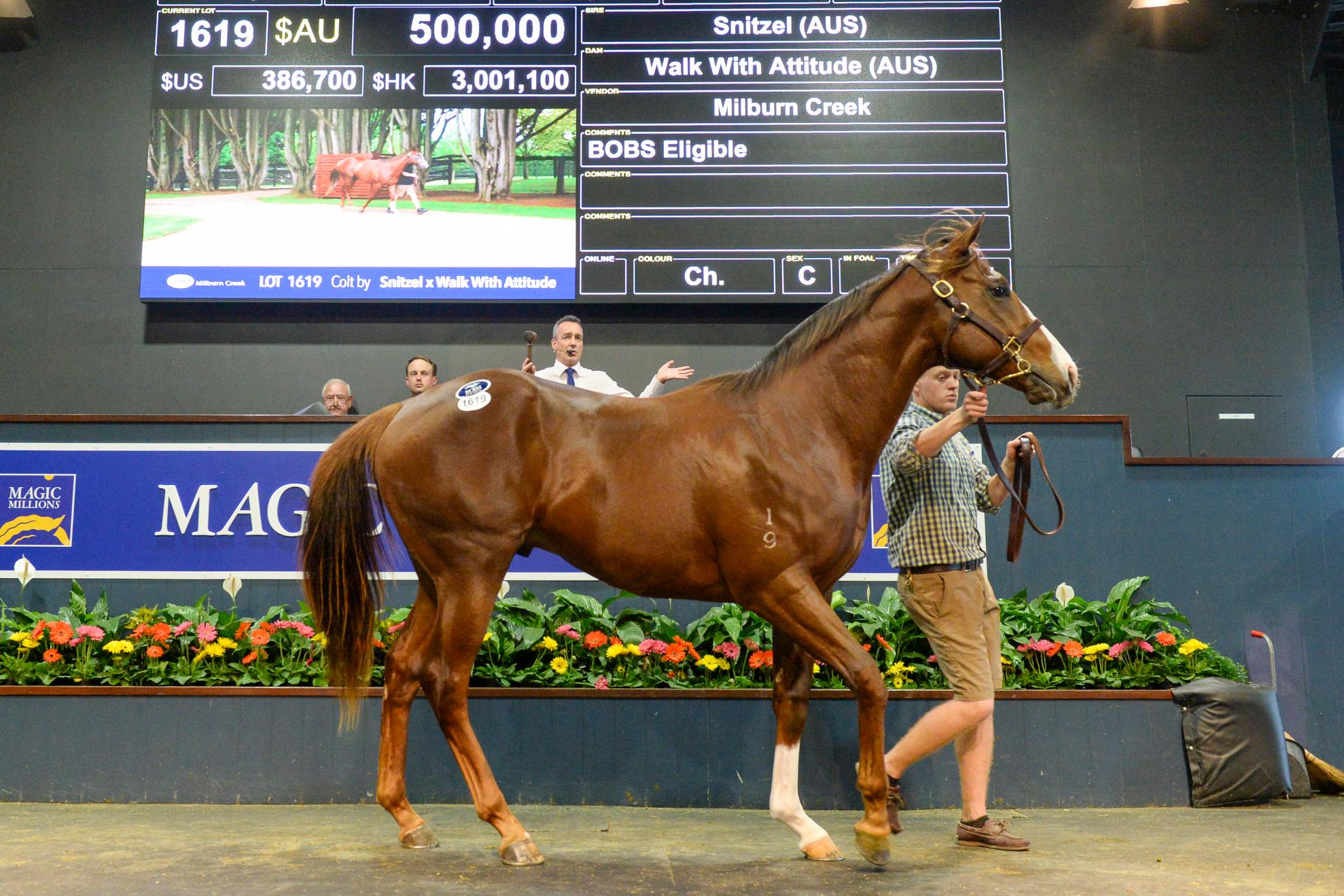 The sale topping Snitzel colt. Picture: Magic Millions.