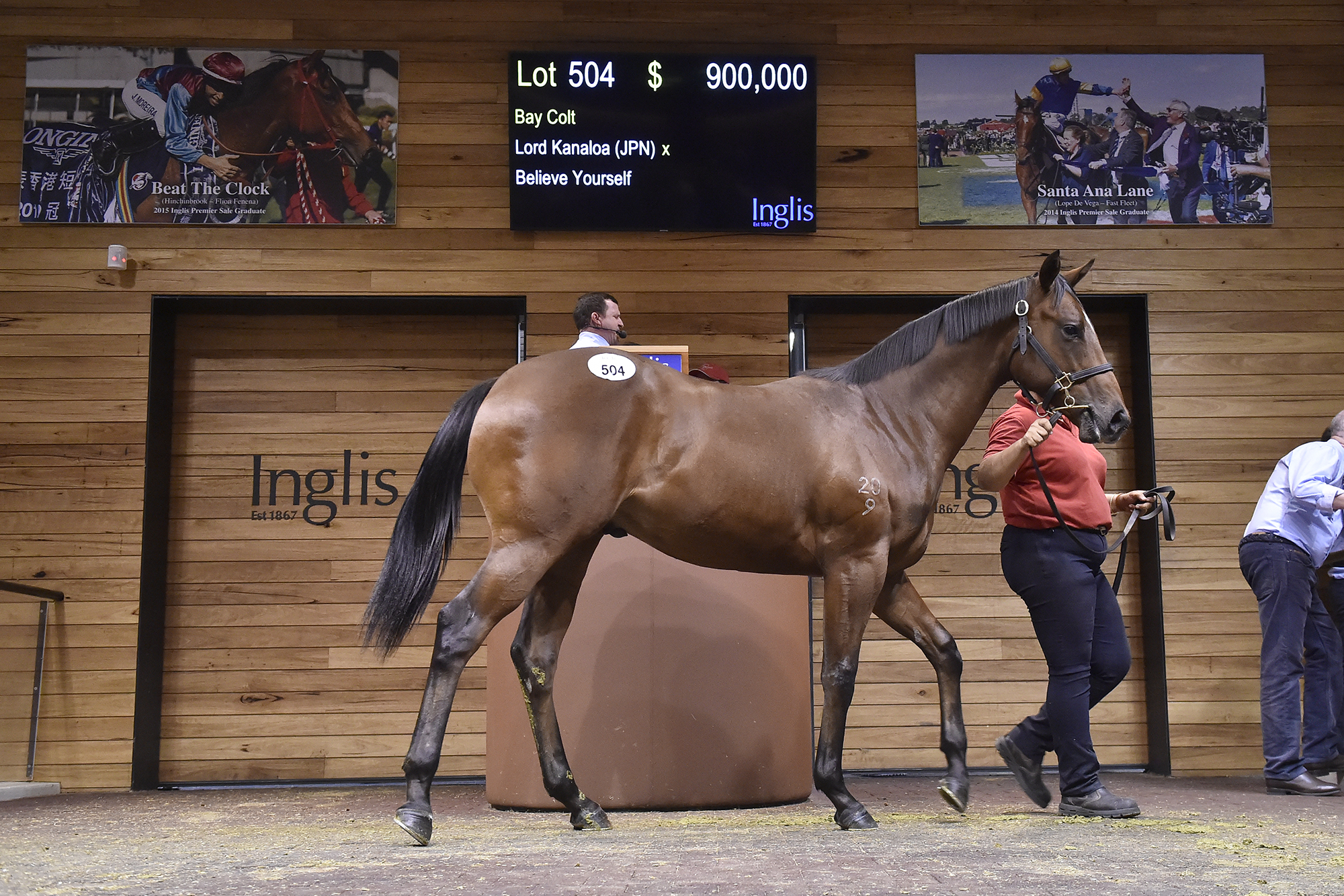 Lot 504 Lord Kanaloa - Believe Yourself colt. Picture: Inglis.