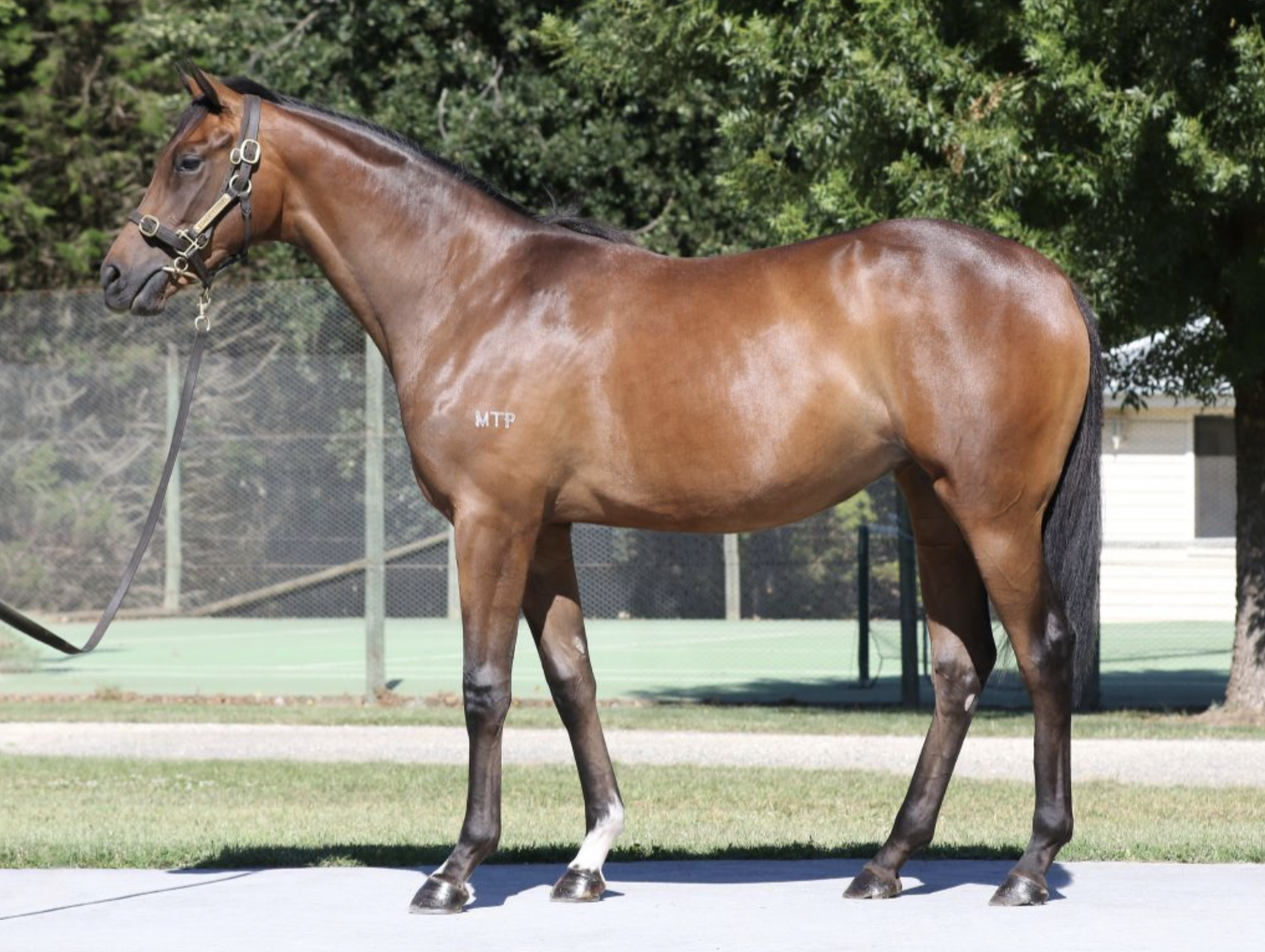 Lot 447 Camelot - Yours Ever filly. Picture: Inglis.