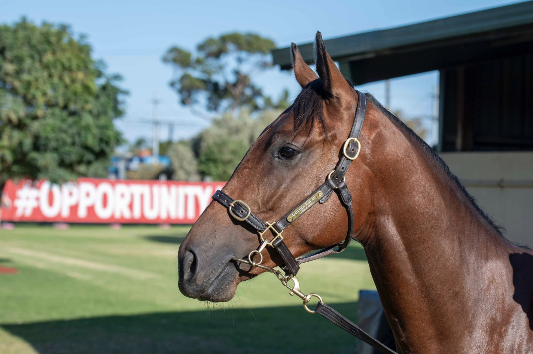 Magic Millions Adelaide Yearling Sale. Picture: Magic Millions.