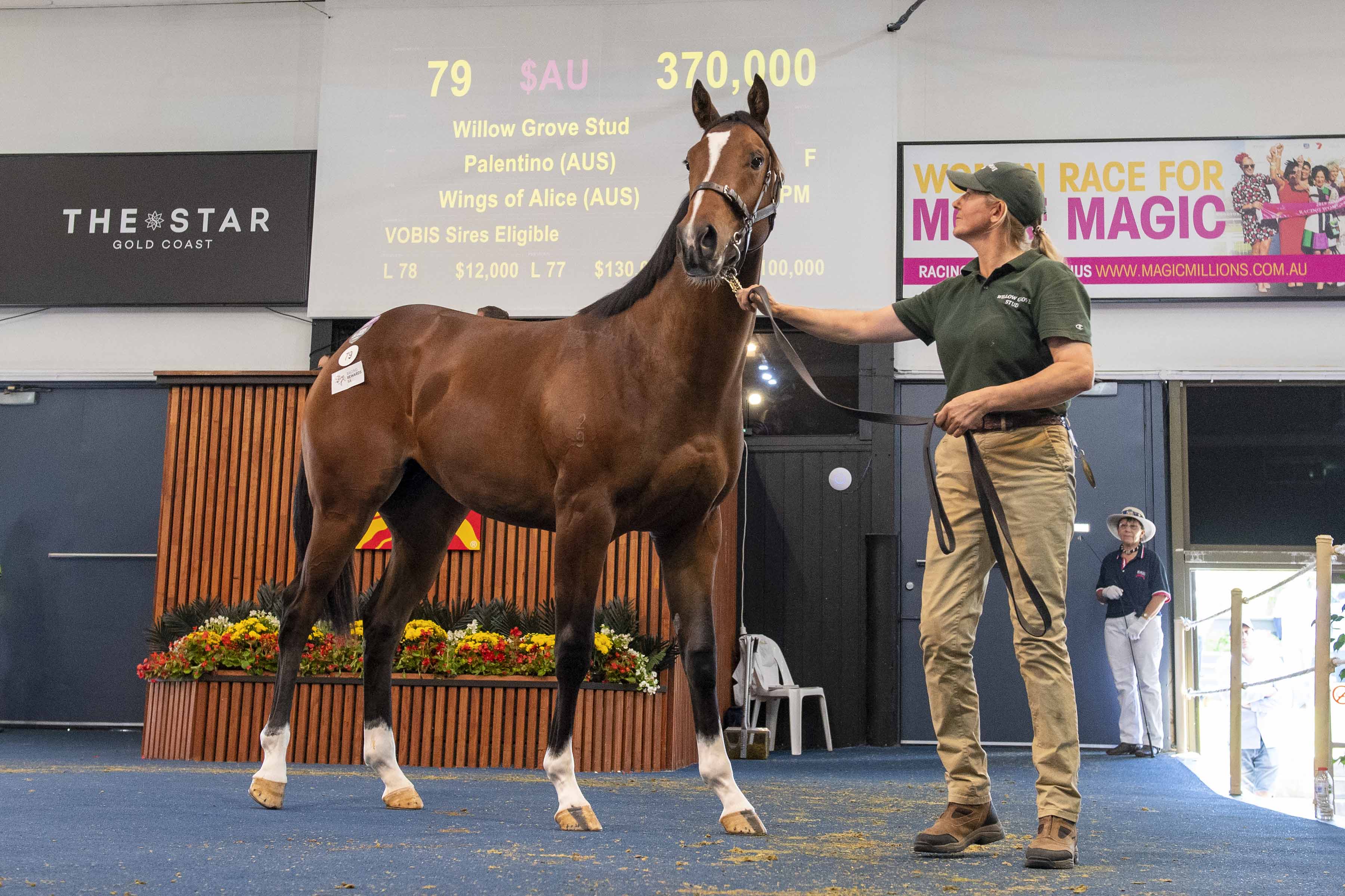 Lot 79 Palentino - Wings Of Alice filly. Picture: Magic Millions.