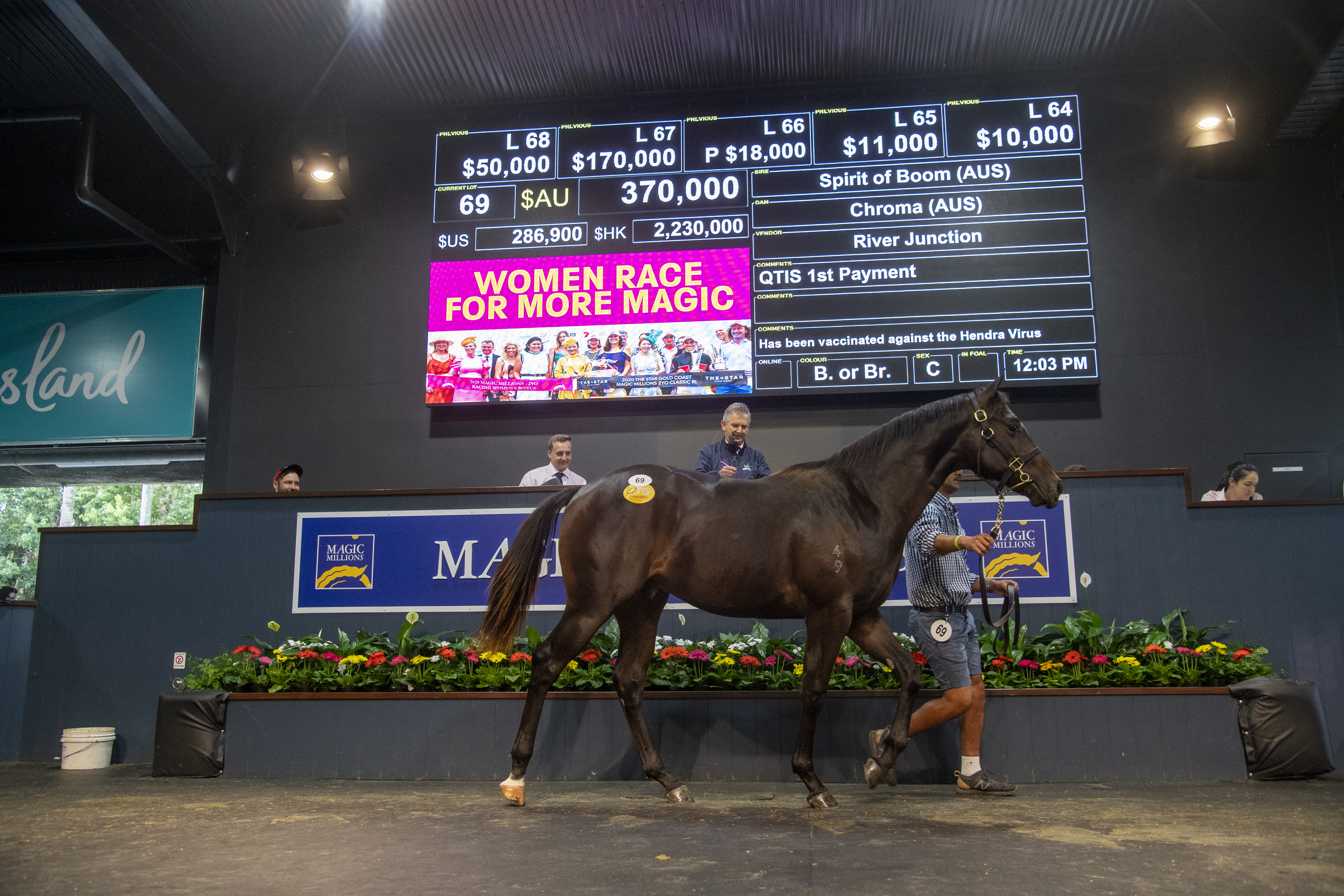 Monday's session topping Spirit Of Boom colt. Picture: Magic Millions.