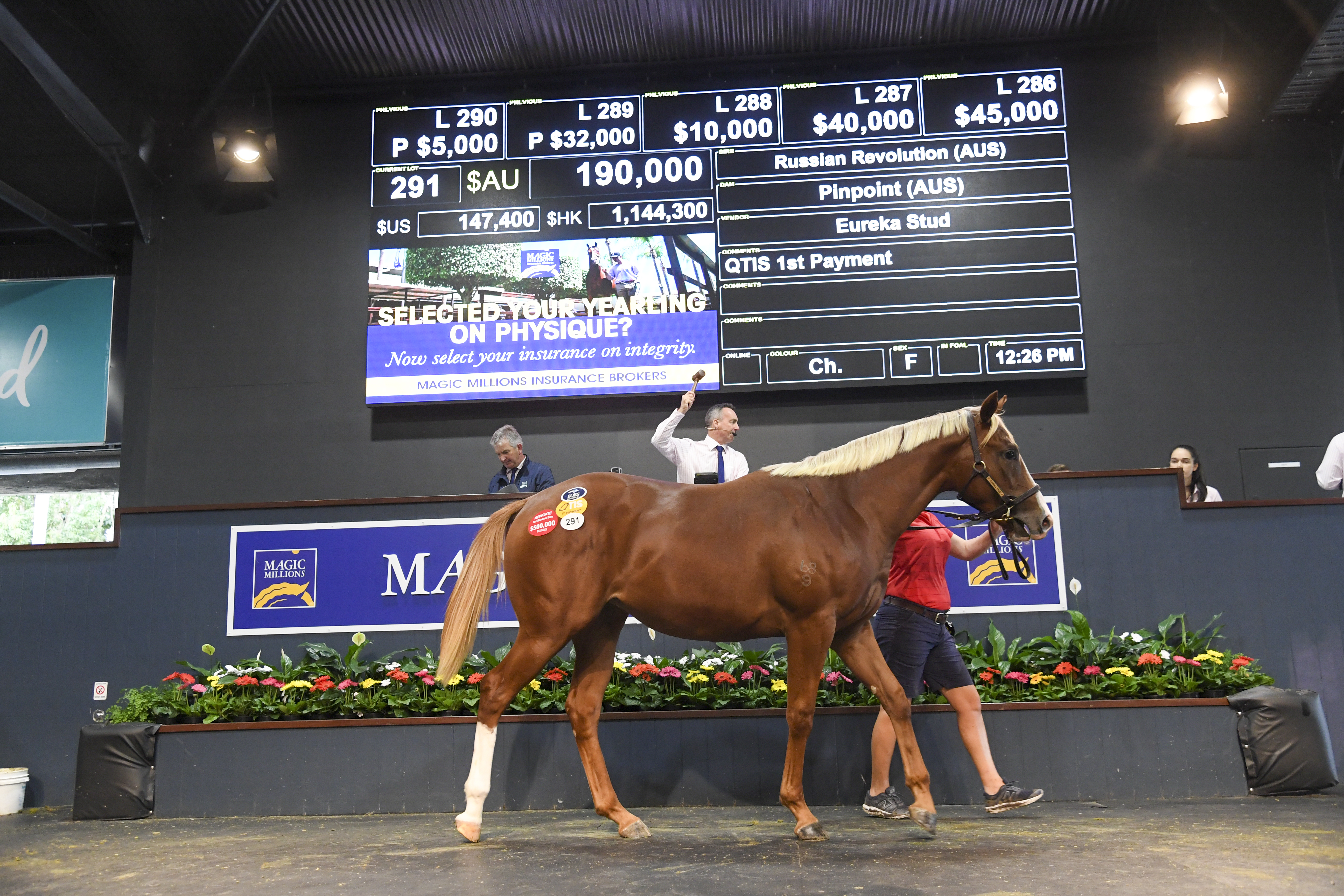 Lot 291 Russian Revolution - Pinpoint filly. Picture: Magic Millions.