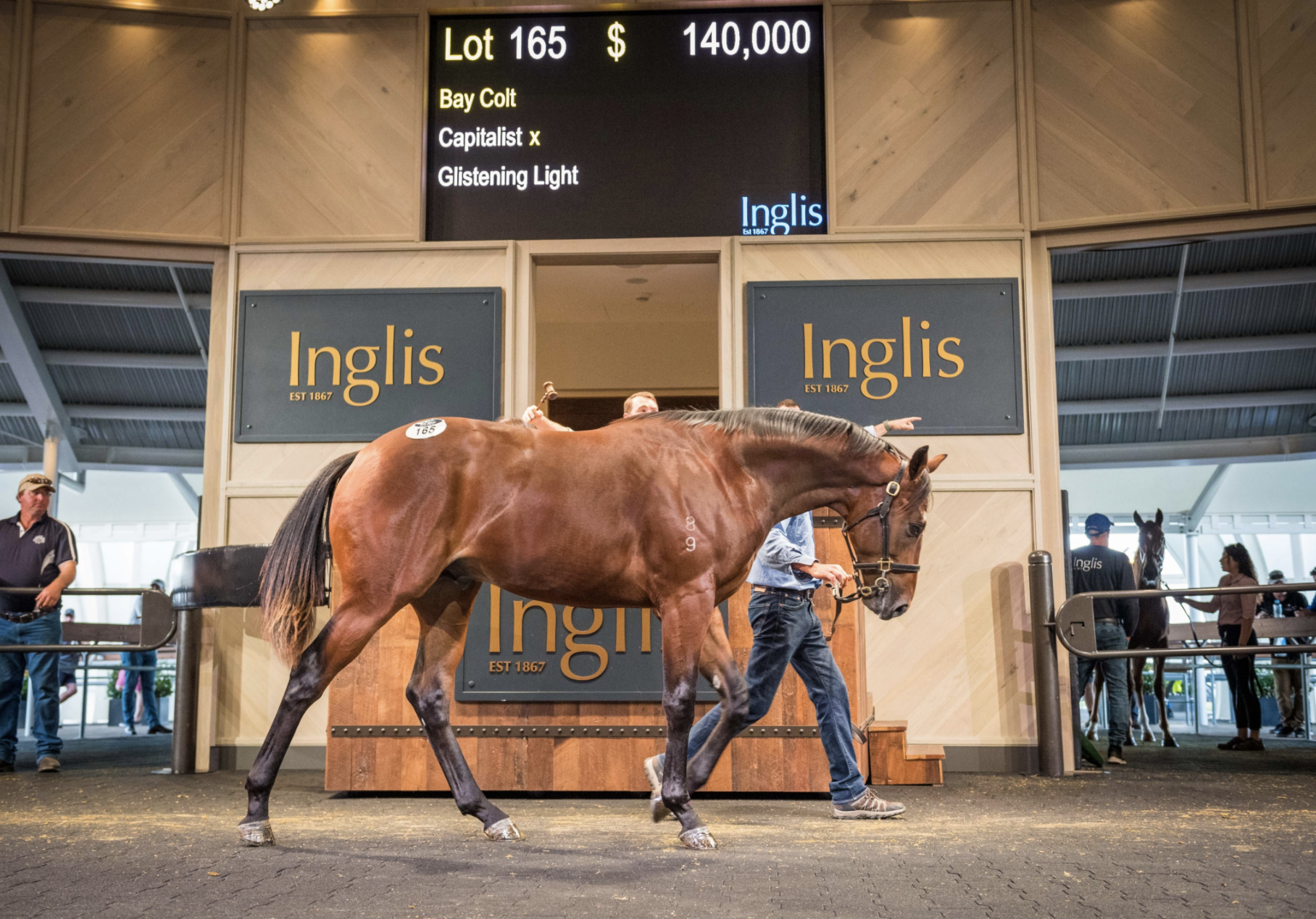 Lot 165 Capitalist - Glistening Light colt. Picture: Inglis.