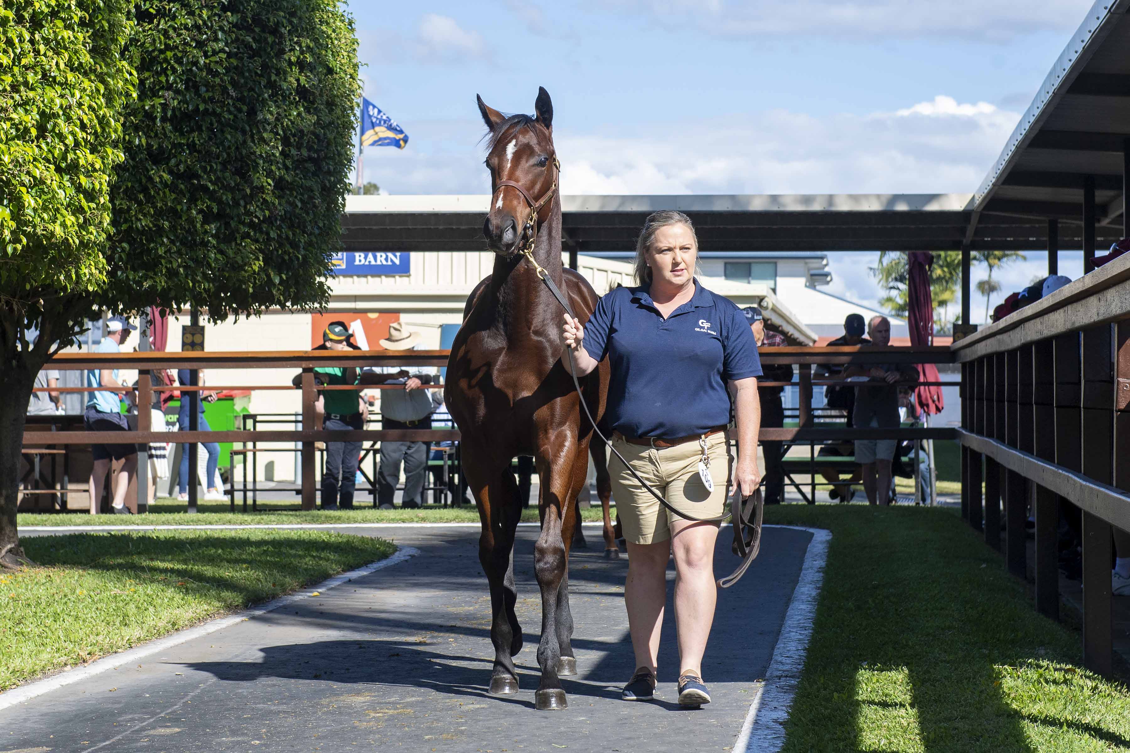 The 2021 Magic Millions National Weanling Sale topper.