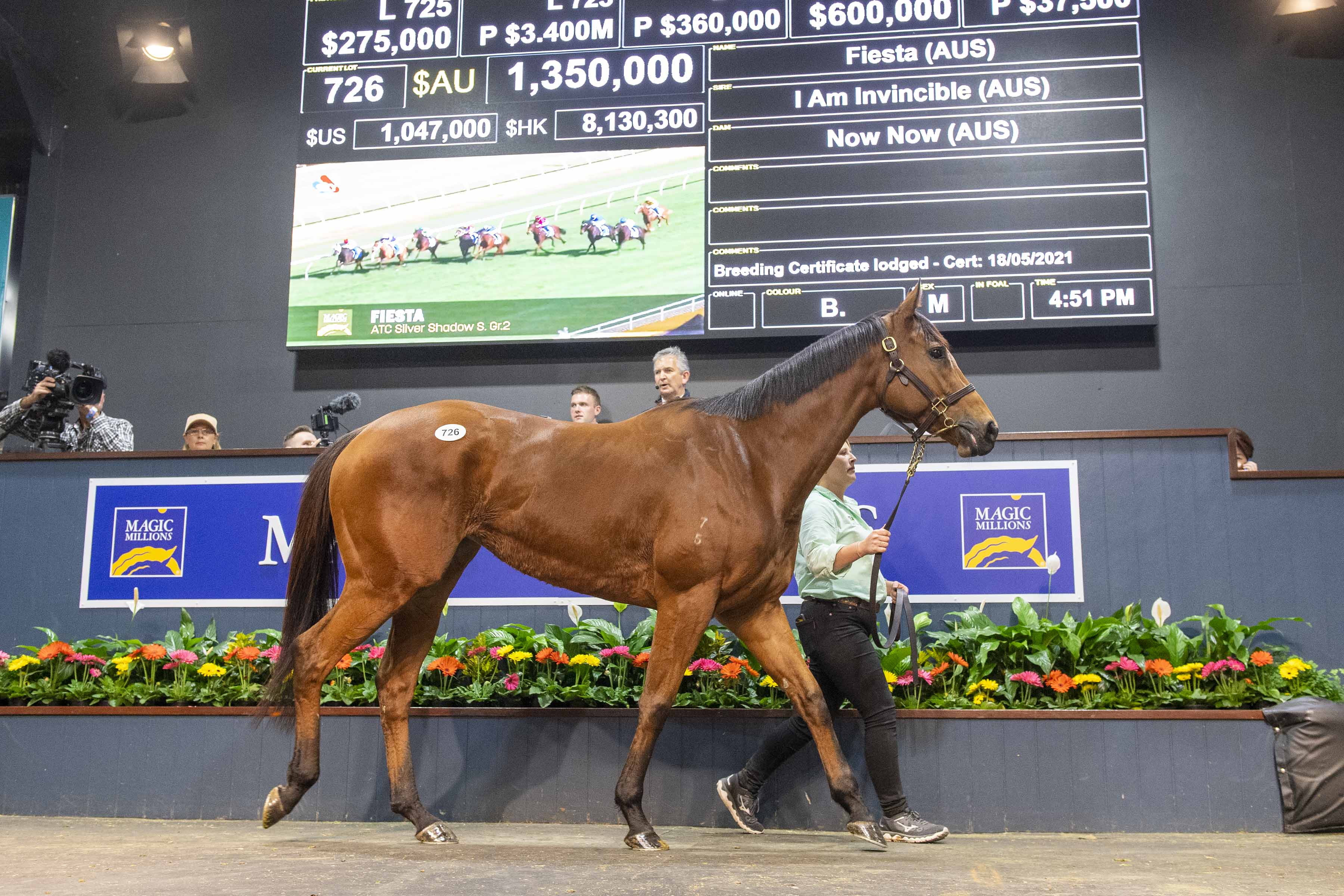 Fiesta. Picture: Magic Millions.