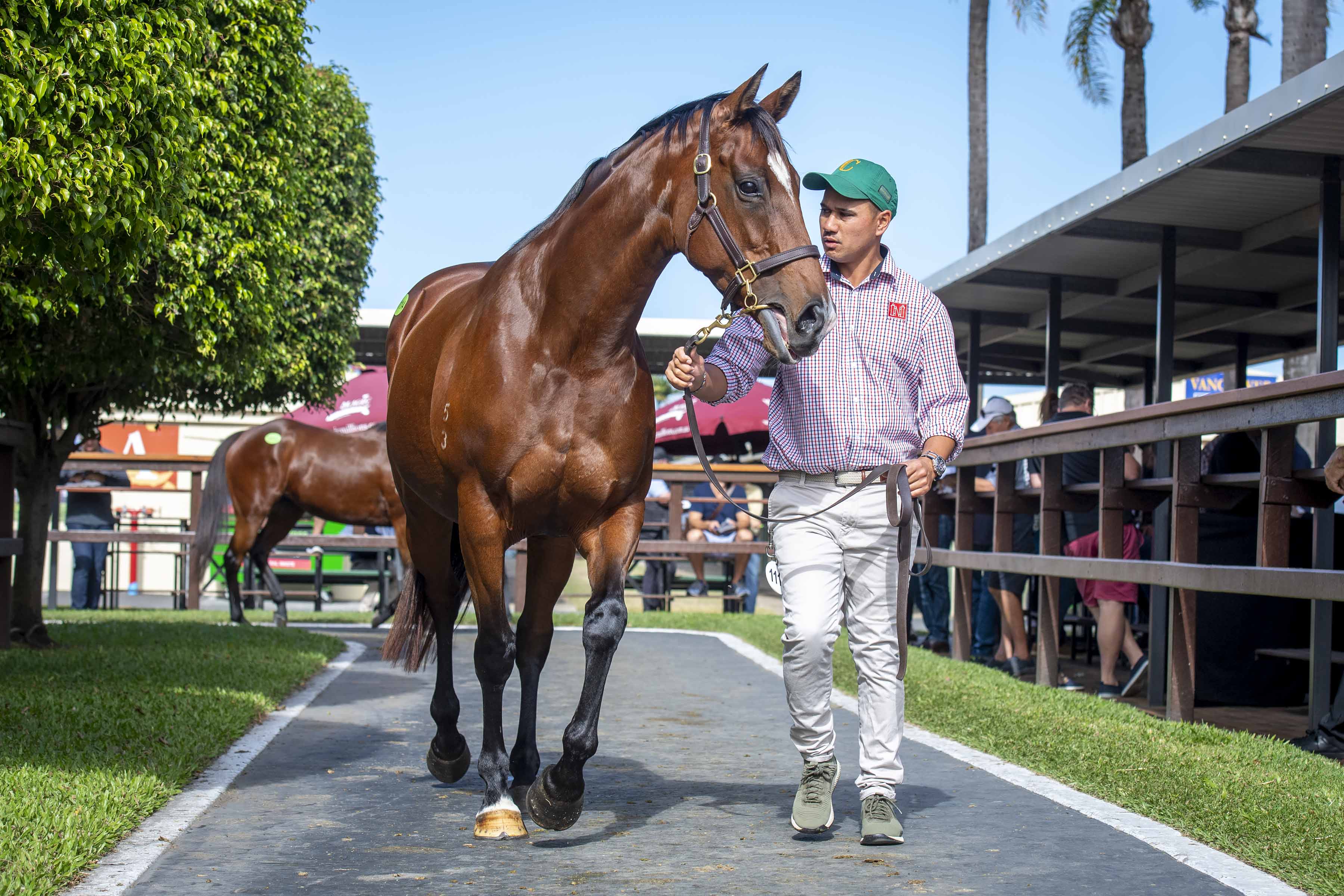 Volpe Veloce. Picture: Magic Millions.