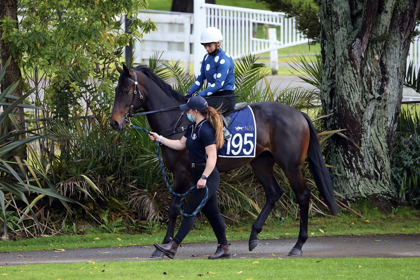 Lot 195 Pierro - May Lou colt. Picture: NZB.